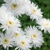 Нивяник великолепный (Leucanthemum superbum) Аглая С2 ГлХ/26