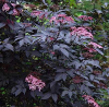 Бузина черная (Sambucus nigra) Блэк Тауэр 30-50 С3 ПК/24