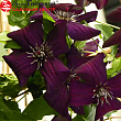 Клематис витицелла 