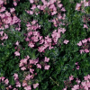 Тимьян ранний (Thymus praecox) Пинк Чинтз С2 НСп/26