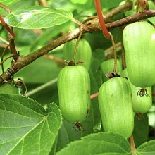 Основное изображение товара