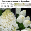 Гортензия метельчатая (Hydrangea paniculata) Шугар Раш  С2 СП/25