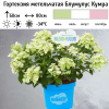 Гортензия метельчатая (Hydrangea paniculata) Блумулус Кумра С5 НСх/26