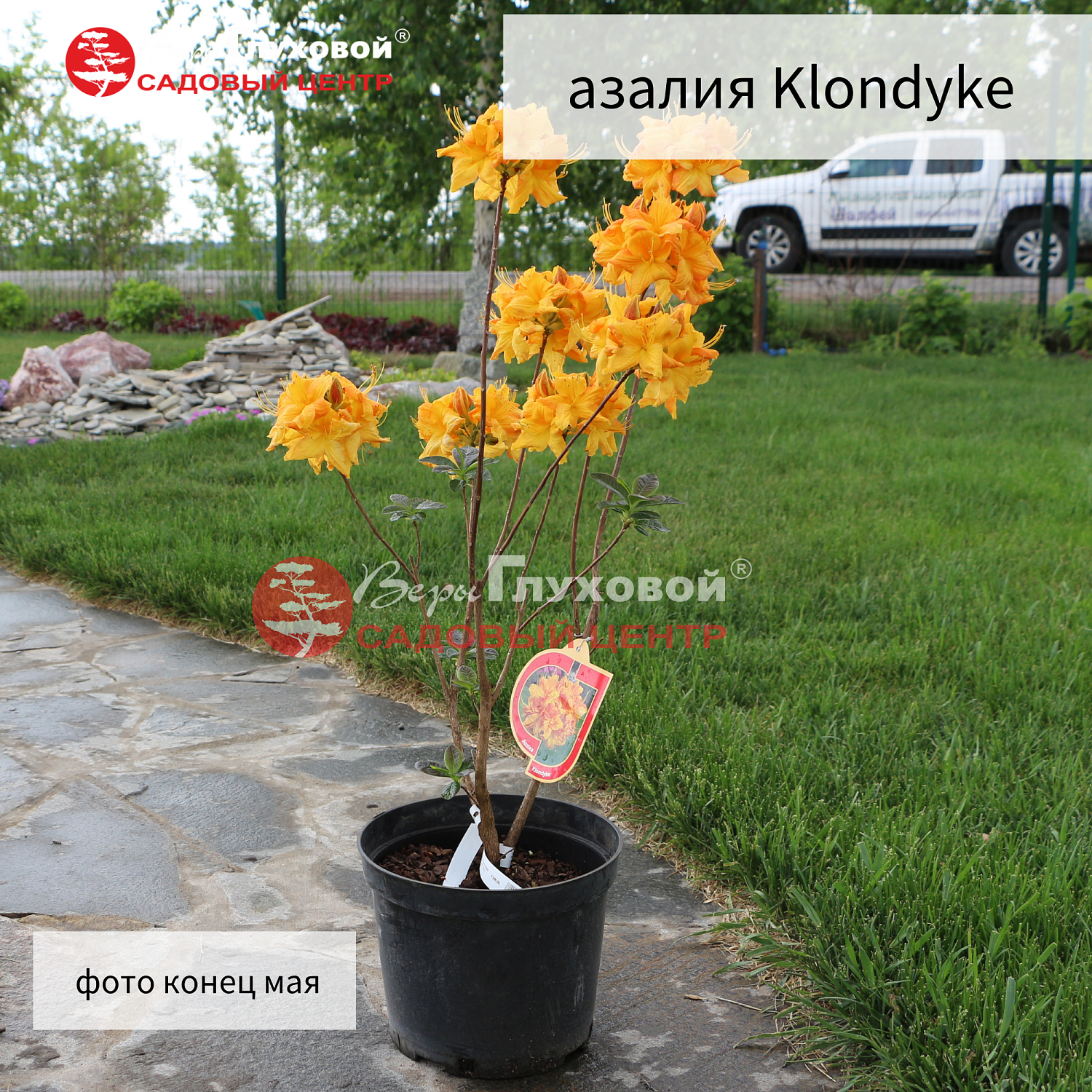 Рододендроны в продаже. Торопитесь! Количество ограничено