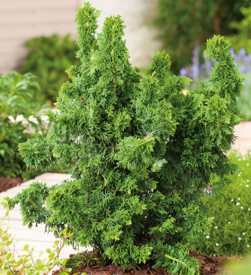 туя западная Малониана Холуб туя западная Малониана Холуб